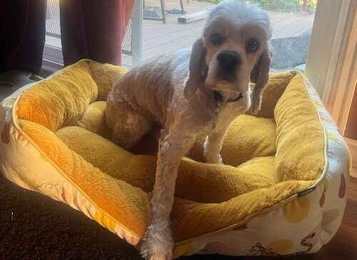 Casper N 23155, an adoptable Cocker Spaniel in Parker, CO, 80134 | Photo Image 3