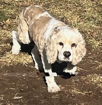 Casper N 23155, an adoptable Cocker Spaniel in Parker, CO, 80134 | Photo Image 4