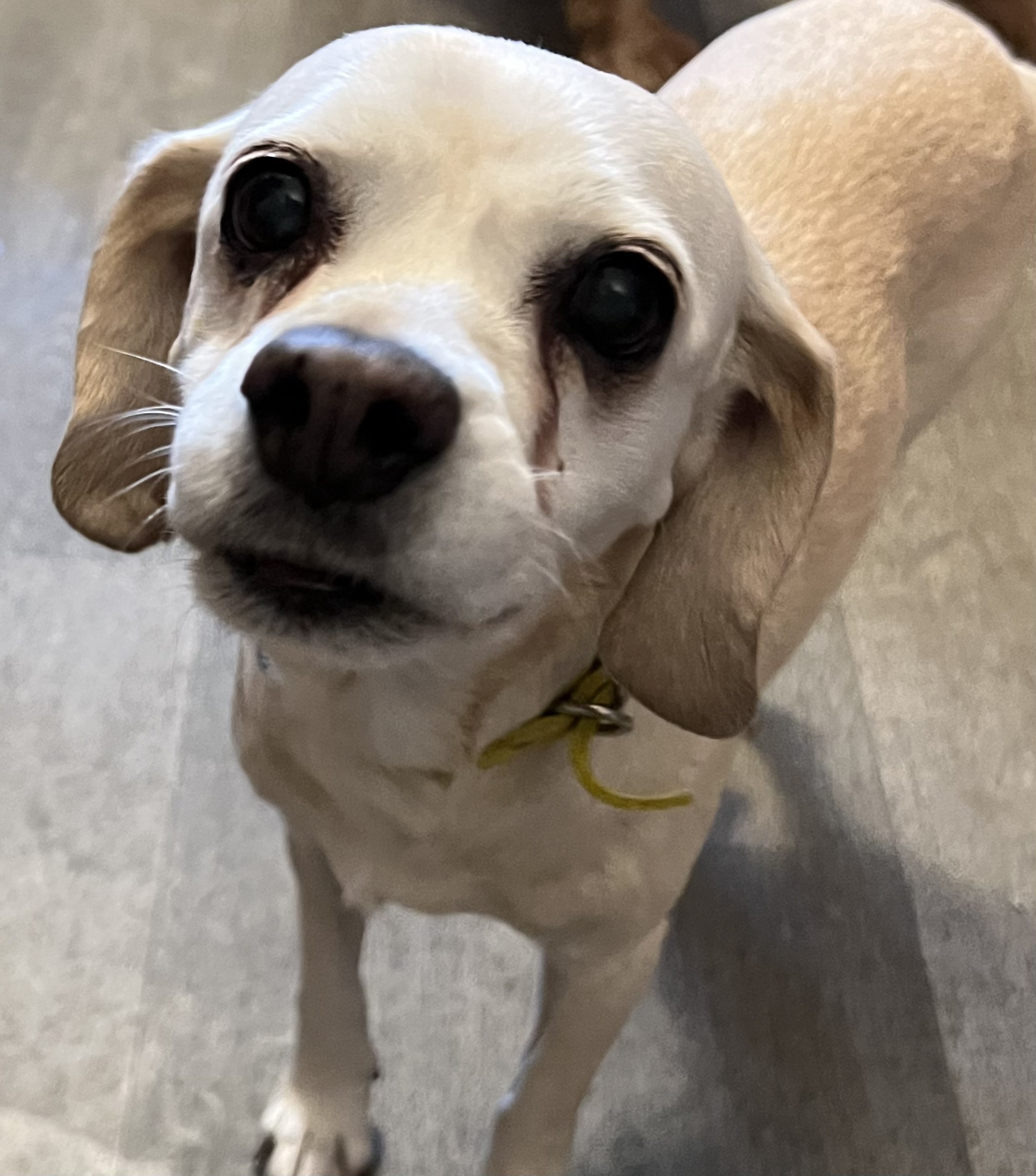 Glitter N 23083, an adoptable Cocker Spaniel in Parker, CO, 80134 | Photo Image 1