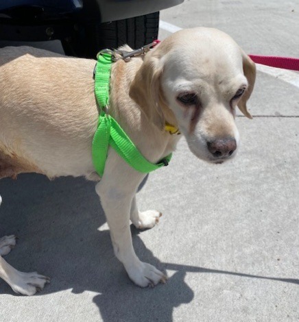 Glitter N 23083, an adoptable Cocker Spaniel in Parker, CO, 80134 | Photo Image 2