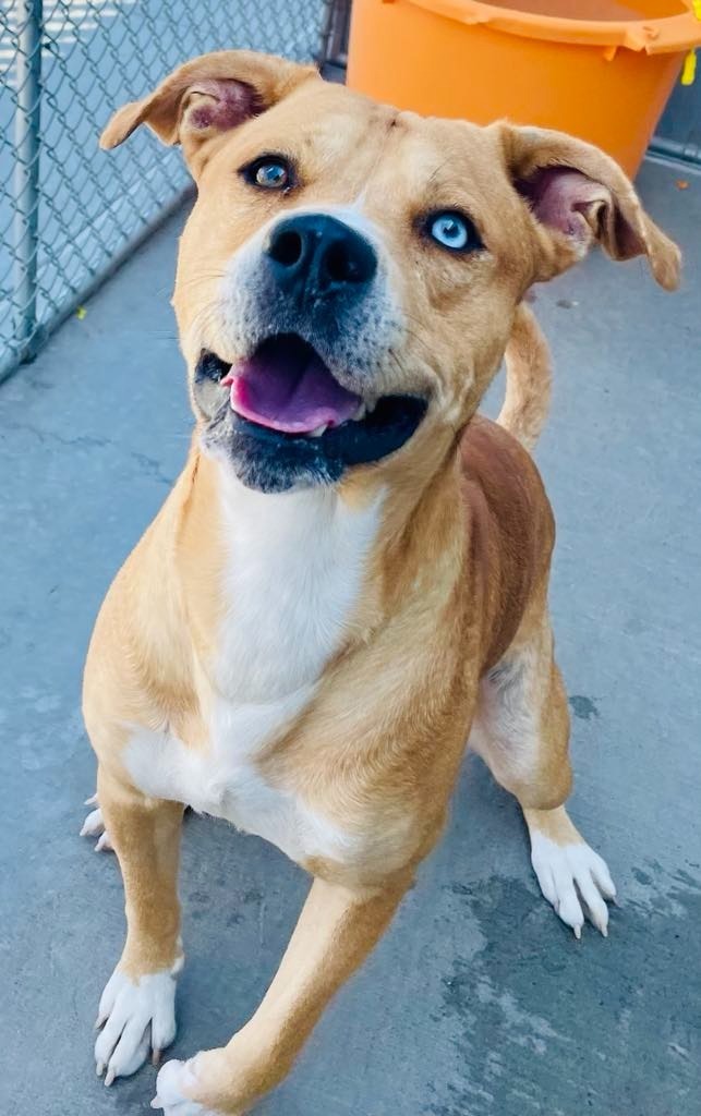 Ace, an adoptable Pit Bull Terrier, Husky in Green River, WY, 82935 | Photo Image 1