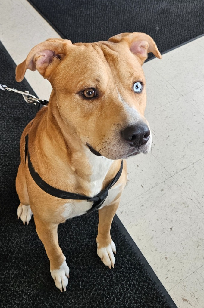 Ace, an adoptable Pit Bull Terrier, Husky in Green River, WY, 82935 | Photo Image 2