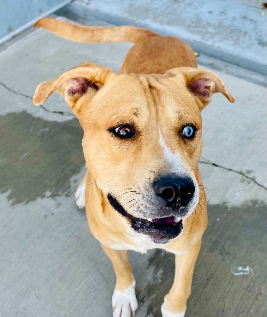 Ace, an adoptable Pit Bull Terrier, Husky in Green River, WY, 82935 | Photo Image 3