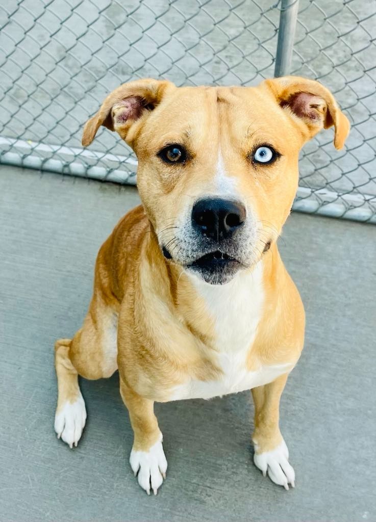 Ace, an adoptable Pit Bull Terrier, Husky in Green River, WY, 82935 | Photo Image 4