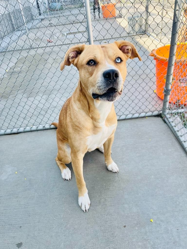 Ace, an adoptable Pit Bull Terrier, Husky in Green River, WY, 82935 | Photo Image 5