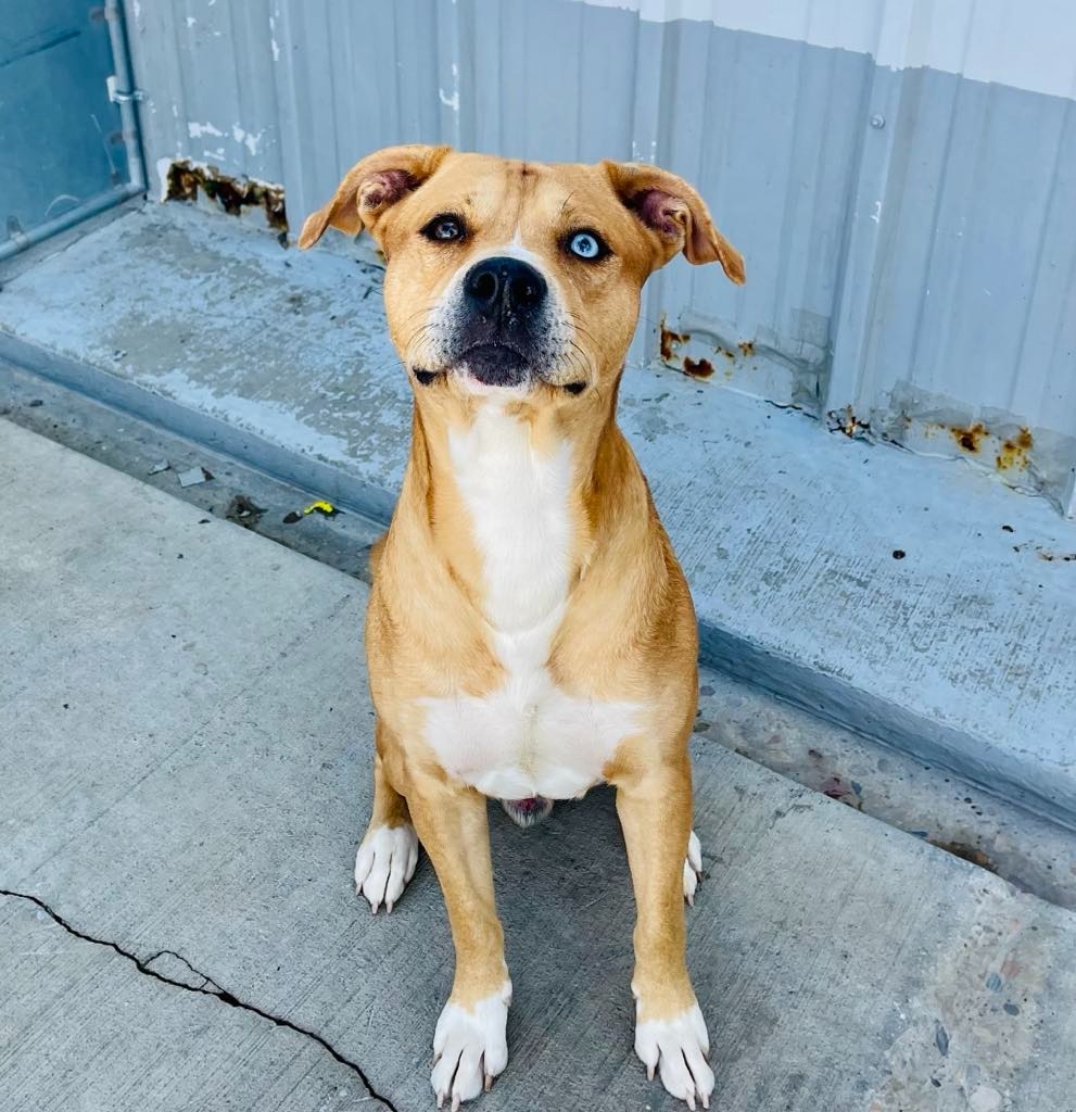 Ace, an adoptable Pit Bull Terrier, Husky in Green River, WY, 82935 | Photo Image 6