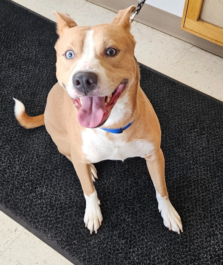 Bear, an adoptable Pit Bull Terrier, Husky in Green River, WY, 82935 | Photo Image 2