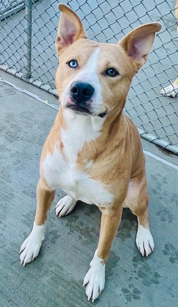 Bear, an adoptable Pit Bull Terrier, Husky in Green River, WY, 82935 | Photo Image 3