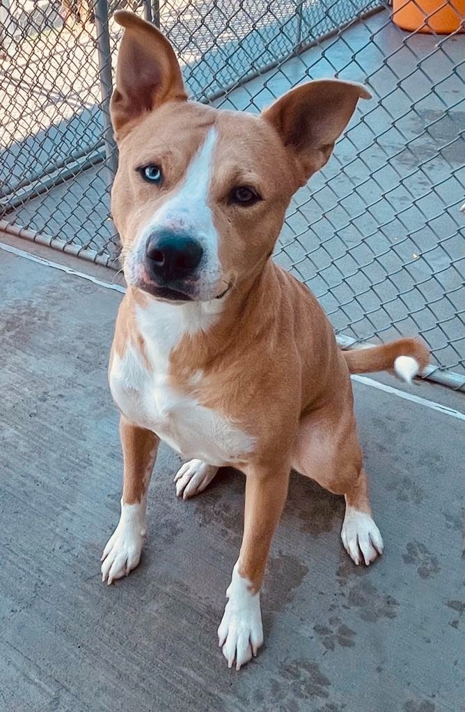 Bear, an adoptable Pit Bull Terrier, Husky in Green River, WY, 82935 | Photo Image 4