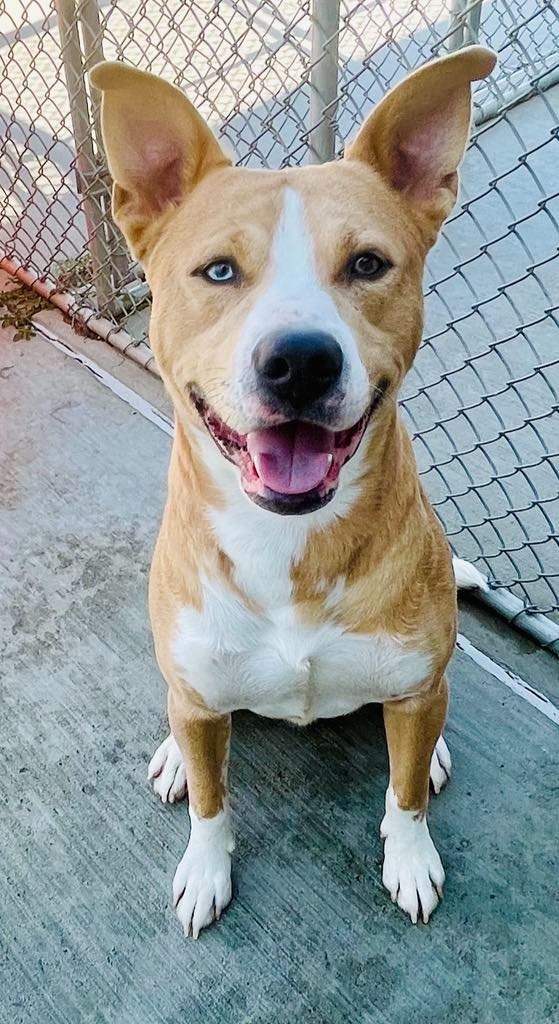 Bear, an adoptable Pit Bull Terrier, Husky in Green River, WY, 82935 | Photo Image 5