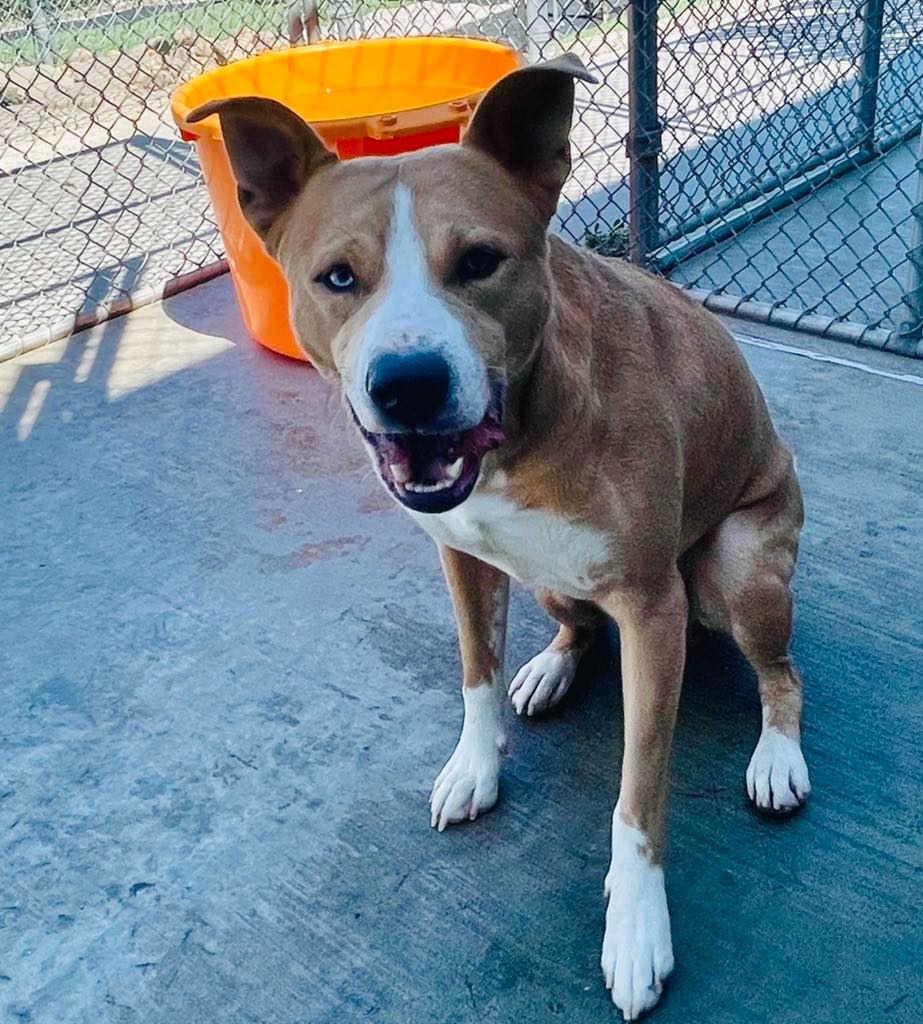 Bear, an adoptable Pit Bull Terrier, Husky in Green River, WY, 82935 | Photo Image 6