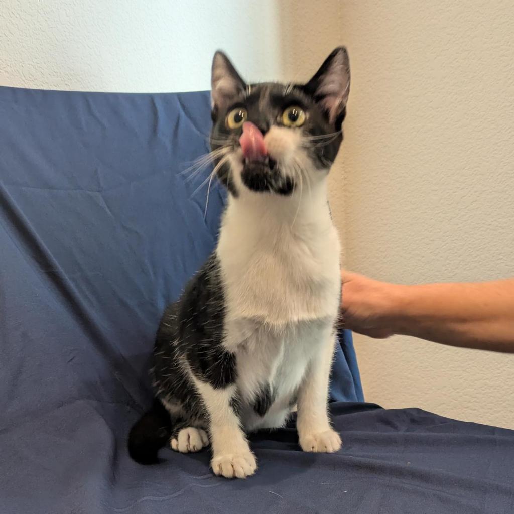 Poppy, an adoptable Domestic Short Hair in Santa Rosa, CA, 95403 | Photo Image 1