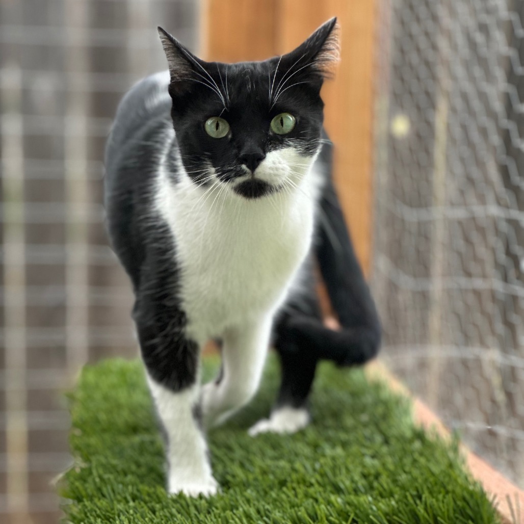Poppy, an adoptable Domestic Short Hair in Santa Rosa, CA, 95403 | Photo Image 1