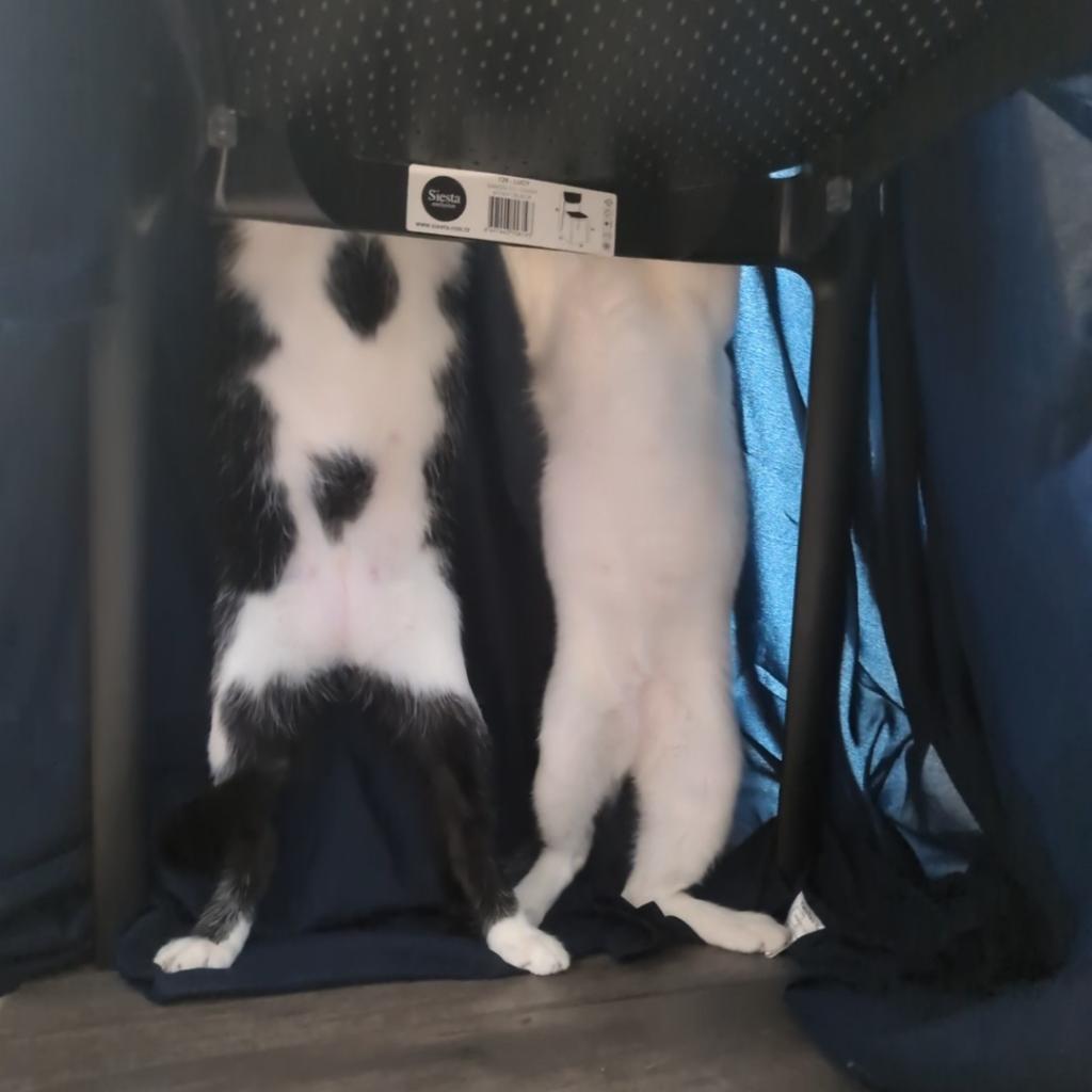 Poppy, an adoptable Domestic Short Hair in Santa Rosa, CA, 95403 | Photo Image 2