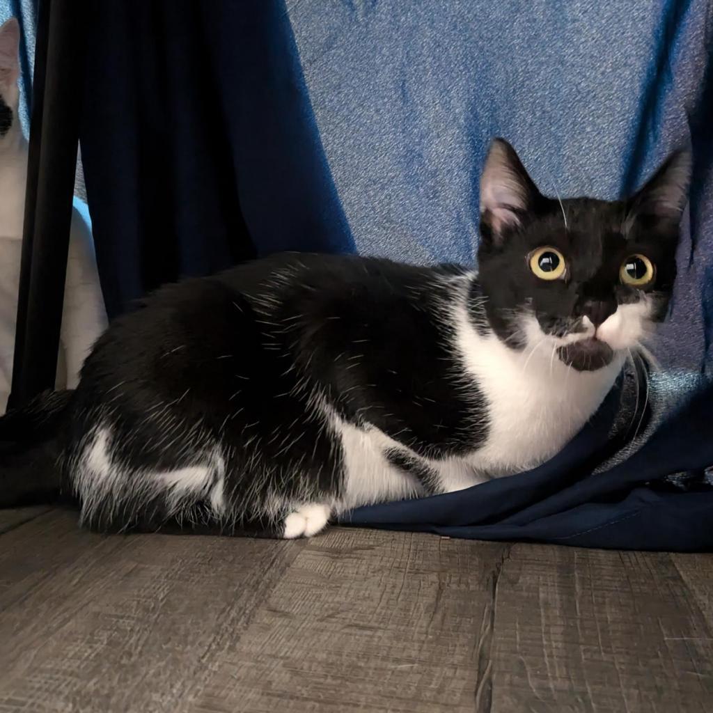 Poppy, an adoptable Domestic Short Hair in Santa Rosa, CA, 95403 | Photo Image 4