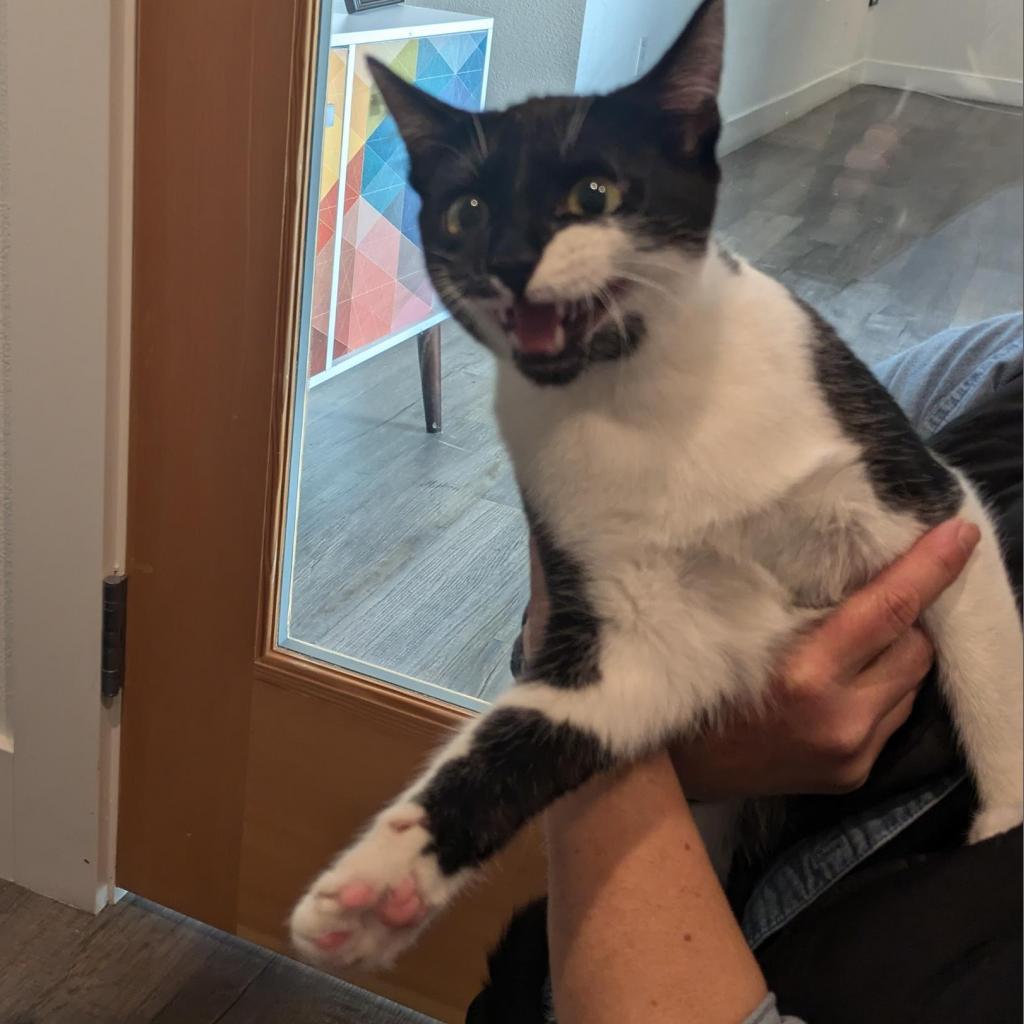 Poppy, an adoptable Domestic Short Hair in Santa Rosa, CA, 95403 | Photo Image 5