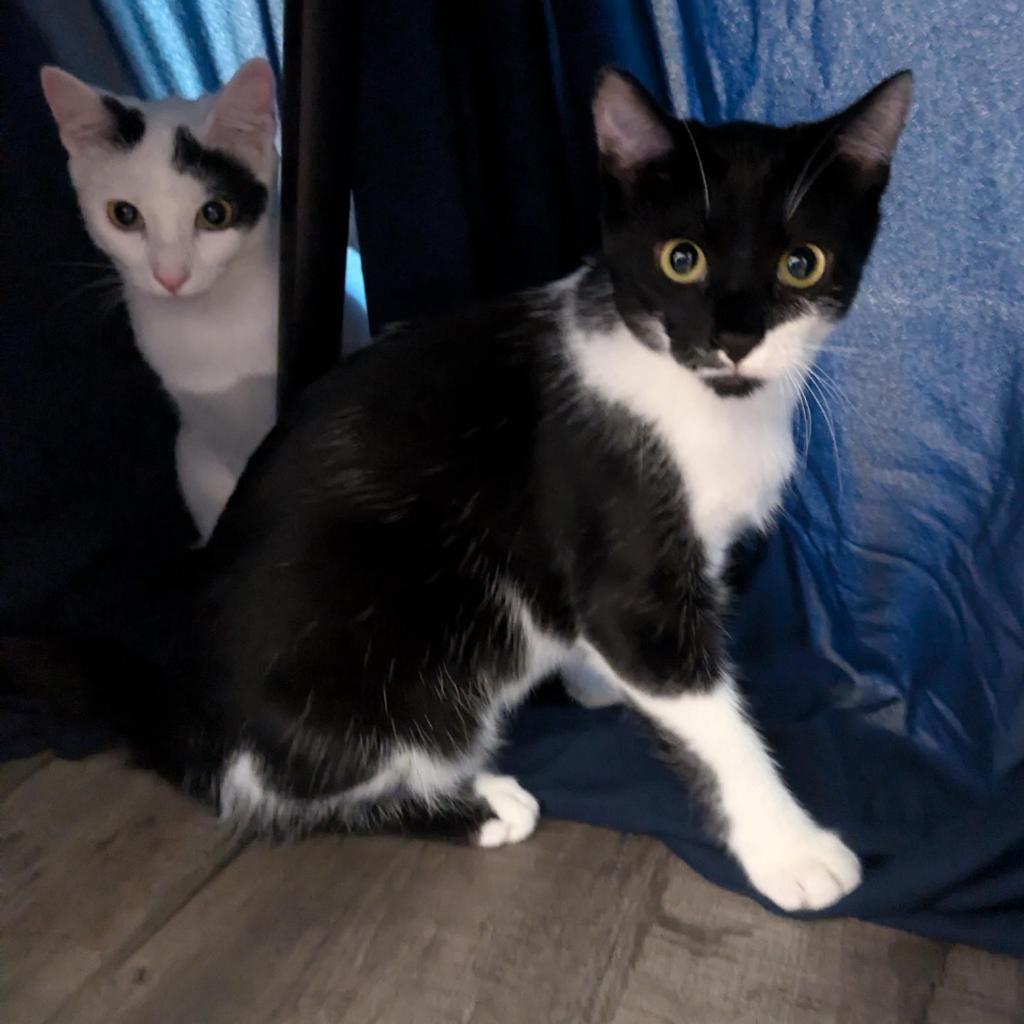 Poppy, an adoptable Domestic Short Hair in Santa Rosa, CA, 95403 | Photo Image 6