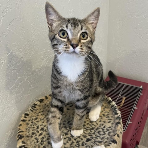 David, an adoptable Domestic Short Hair in Talent, OR, 97540 | Photo Image 1