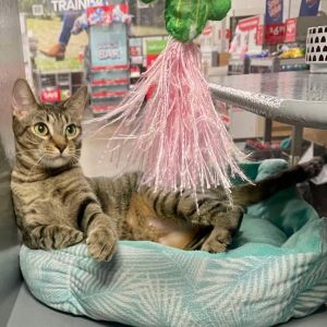 Chloe (Mom), Adult Female Domestic Short Hair