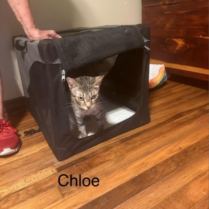 Chloe (Mom) 3