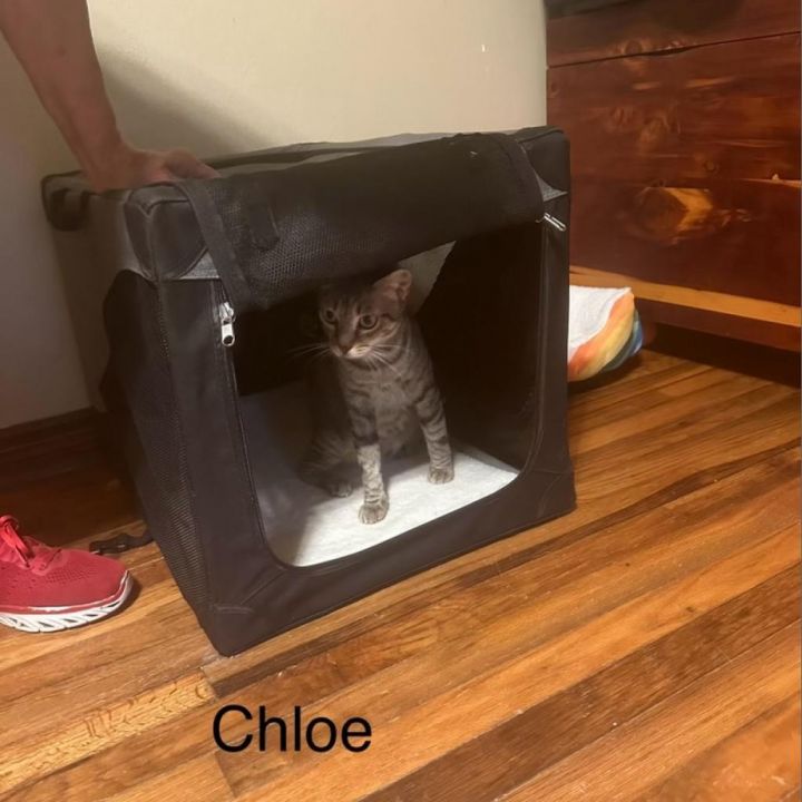 Chloe (Mom) 4