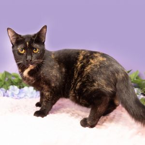Mabel, Young Female Domestic Short Hair