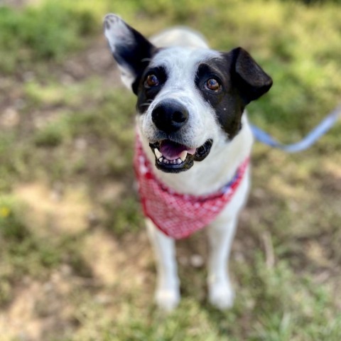 Jennings, an adoptable Mixed Breed in Glenwood Springs, CO, 81601 | Photo Image 1