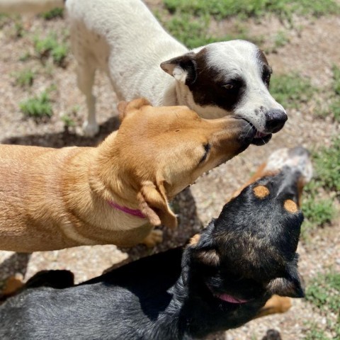 Jennings, an adoptable Mixed Breed in Glenwood Springs, CO, 81601 | Photo Image 2