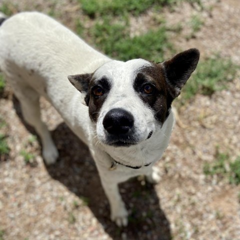 Jennings, an adoptable Mixed Breed in Glenwood Springs, CO, 81601 | Photo Image 3