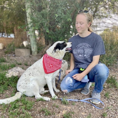 Jennings, an adoptable Mixed Breed in Glenwood Springs, CO, 81601 | Photo Image 4