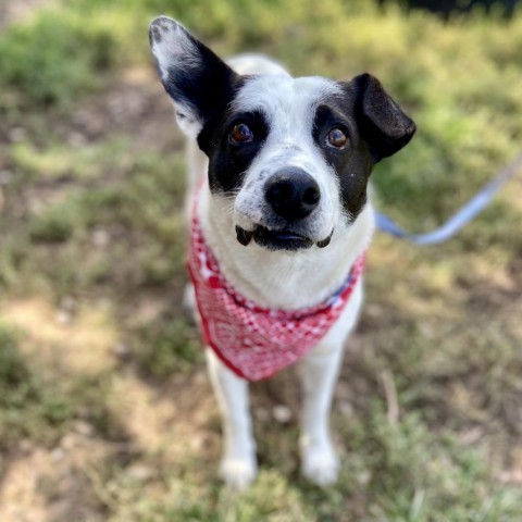 Jennings, an adoptable Mixed Breed in Glenwood Springs, CO, 81601 | Photo Image 5