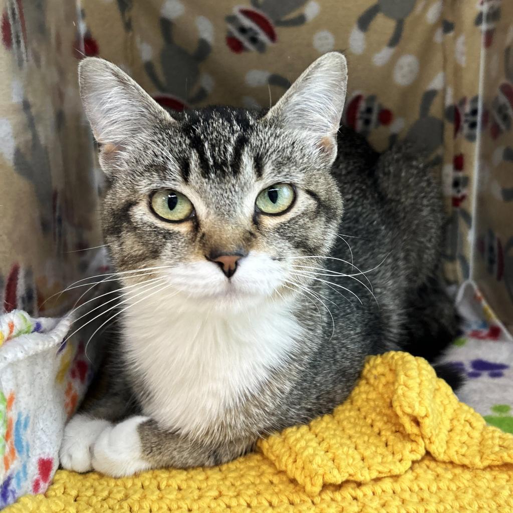 Anastasia, an adoptable Domestic Short Hair in Hailey, ID, 83333 | Photo Image 1