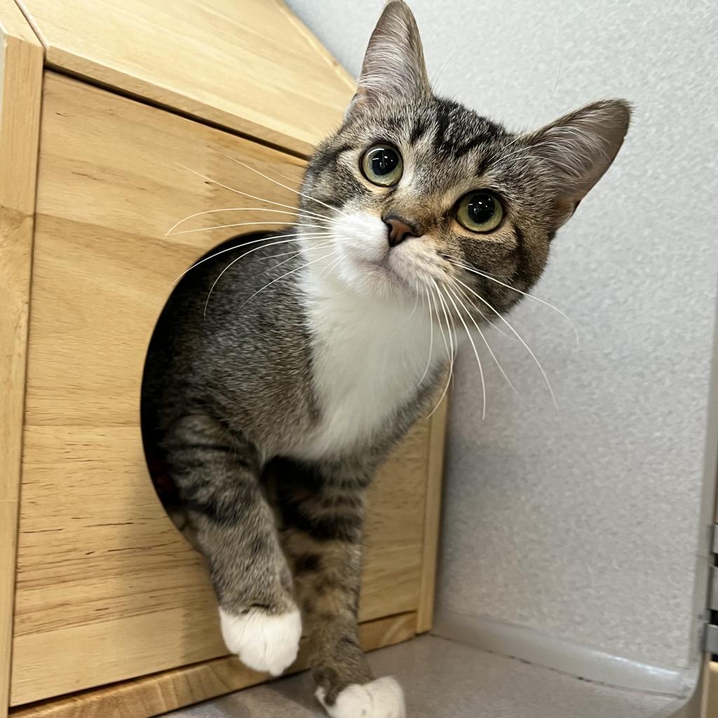 Anastasia, an adoptable Domestic Short Hair in Hailey, ID, 83333 | Photo Image 2