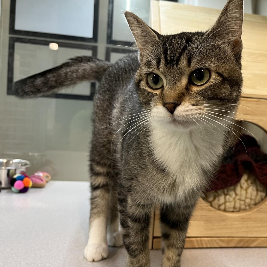 Anastasia, an adoptable Domestic Short Hair in Hailey, ID, 83333 | Photo Image 3