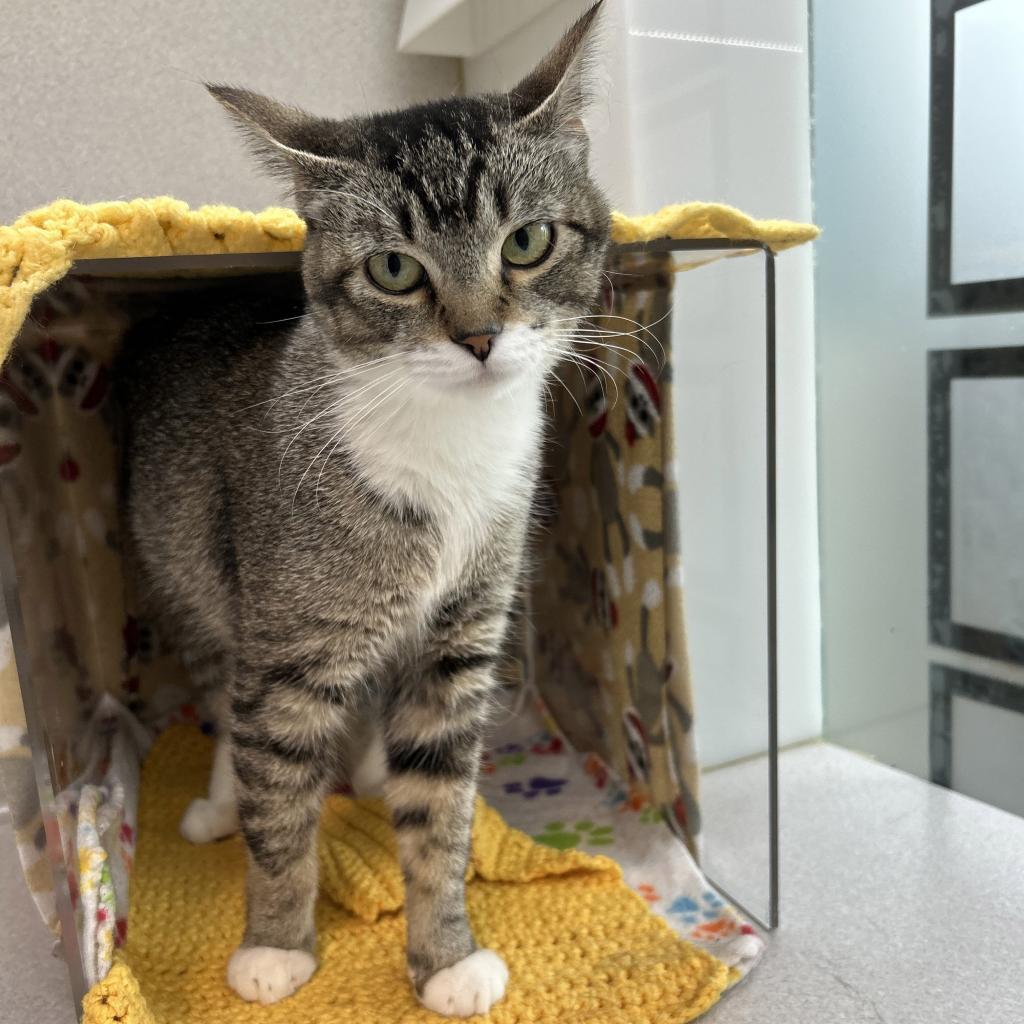 Anastasia, an adoptable Domestic Short Hair in Hailey, ID, 83333 | Photo Image 4