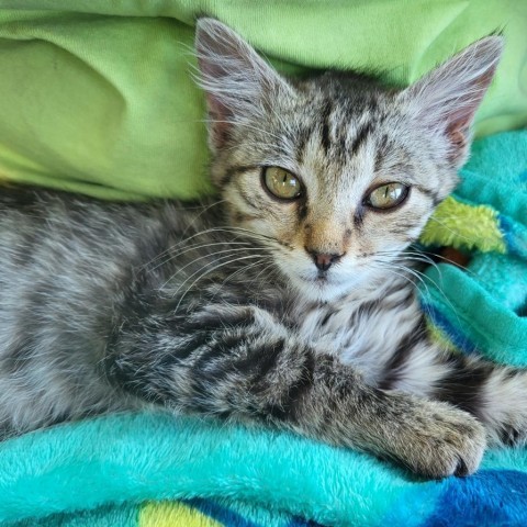 Sylvi, an adoptable Domestic Short Hair in Hailey, ID, 83333 | Photo Image 1