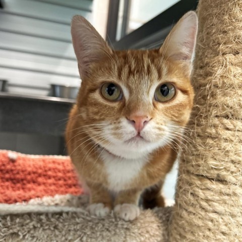 Siri, an adoptable Domestic Short Hair in Hailey, ID, 83333 | Photo Image 1