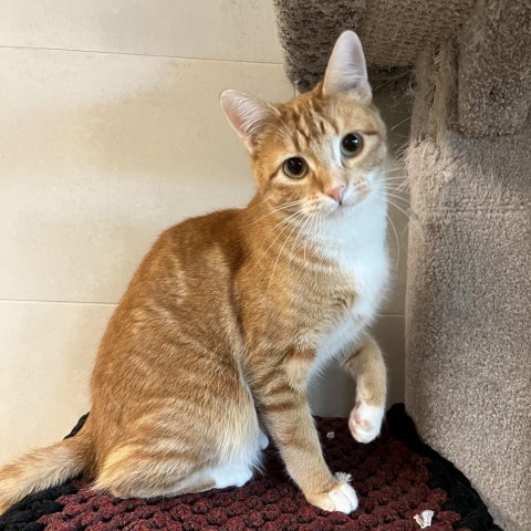 Siri, an adoptable Domestic Short Hair in Hailey, ID, 83333 | Photo Image 1