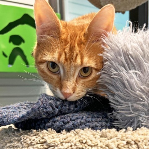 Siri, an adoptable Domestic Short Hair in Hailey, ID, 83333 | Photo Image 2