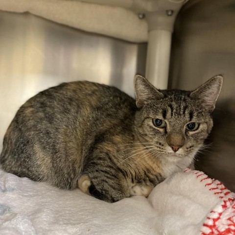 Otter--Gentle and affectionate!, an adoptable Domestic Short Hair in Flagstaff, AZ, 86004 | Photo Image 1