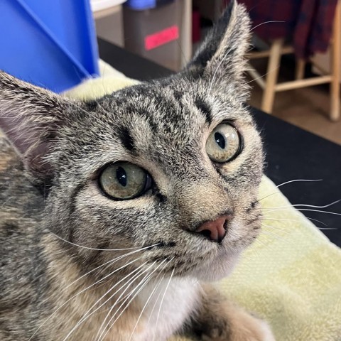 Otter--Gentle and affectionate!, an adoptable Domestic Short Hair in Flagstaff, AZ, 86004 | Photo Image 2