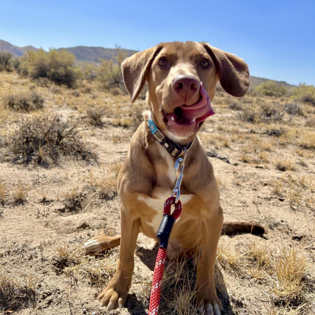 Chicken Emersyn Nugget, an adoptable Coonhound, Mixed Breed in Sparks, NV, 89431 | Photo Image 2