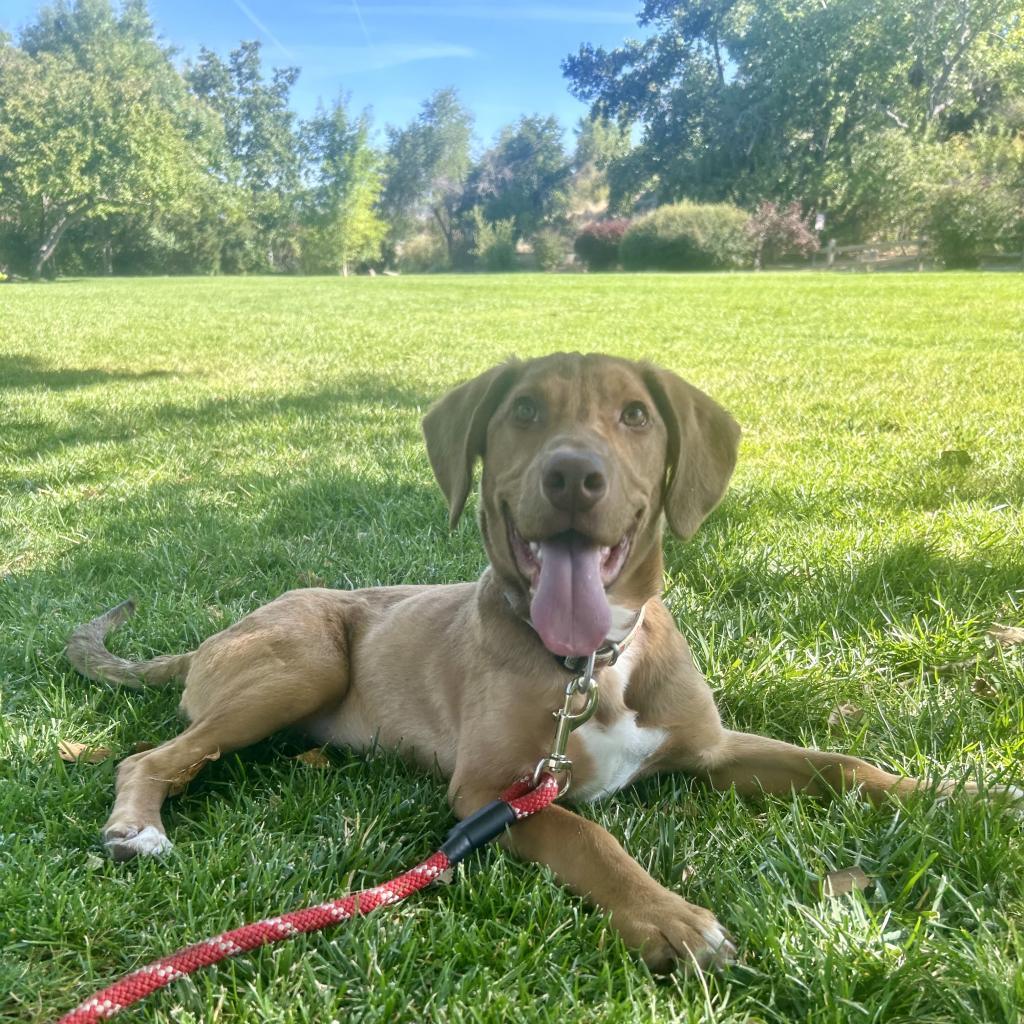 Chicken Emersyn Nugget, an adoptable Coonhound, Mixed Breed in Sparks, NV, 89431 | Photo Image 3