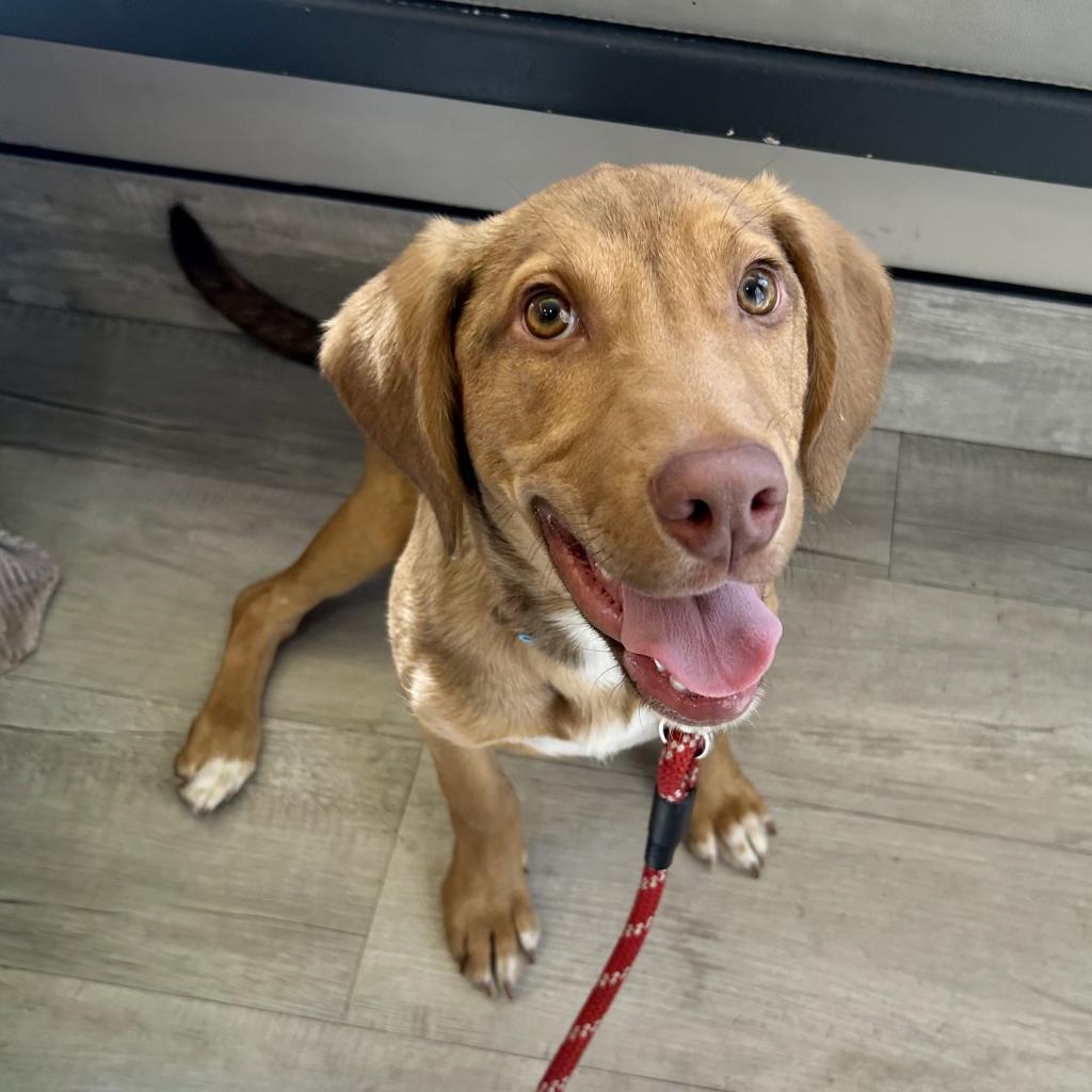 Chicken Emersyn Nugget, an adoptable Coonhound, Mixed Breed in Sparks, NV, 89431 | Photo Image 4