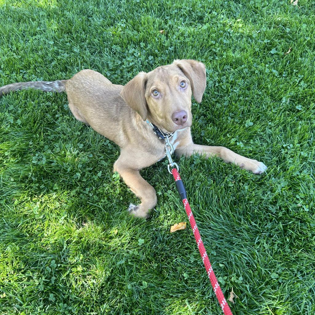 Chicken Emersyn Nugget, an adoptable Coonhound, Mixed Breed in Sparks, NV, 89431 | Photo Image 5