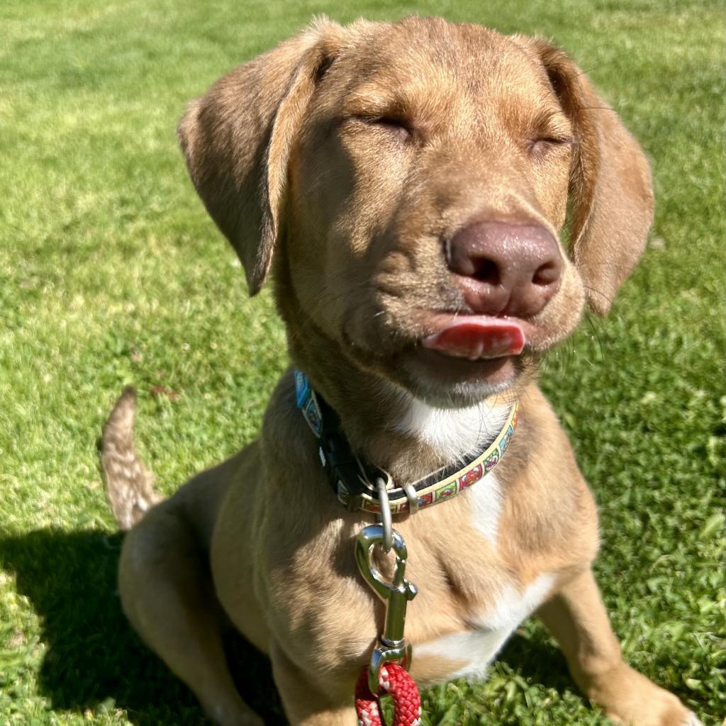 Chicken Emersyn Nugget, an adoptable Coonhound, Mixed Breed in Sparks, NV, 89431 | Photo Image 6