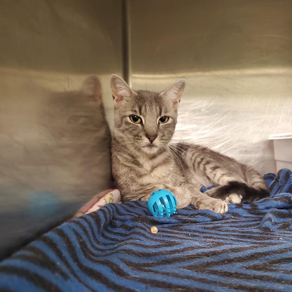 Umbra, an adoptable Domestic Short Hair in Nampa, ID, 83651 | Photo Image 1