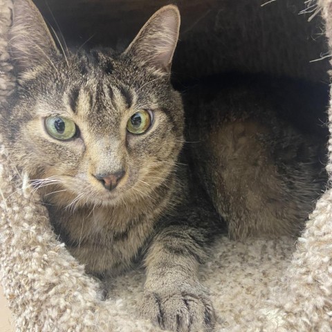 Tazz, an adoptable Domestic Short Hair in Tuscaloosa, AL, 35401 | Photo Image 1