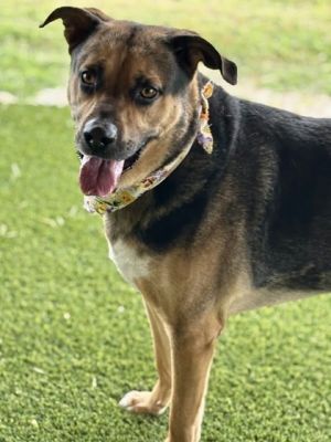 Colby (in foster)