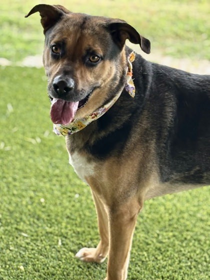 Colby (in foster) 1